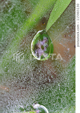 Rainy season, spider webs covered with water droplets 115983130
