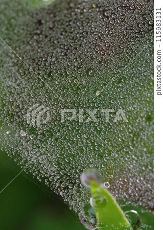 雨季期間，水滴附著在蜘蛛網上 115983131