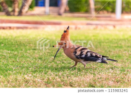 Eurasian hoopoe or Common hoopoe (Upupa epops) bird close-up on natural green grass background Eurasian hoopoe or Common hoopoe (Upupa epops) bird close-up on natural green grass background 115983241