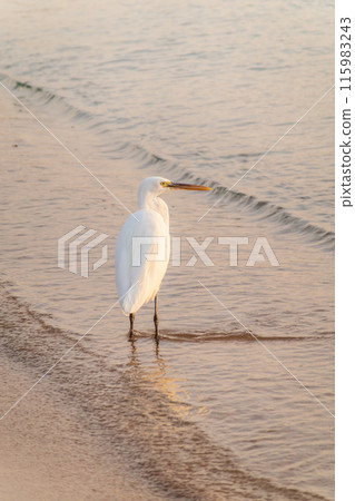 Great egret (Ardea alba), a medium-sized white heron fishing on the sea beach 115983243