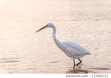 Great egret (Ardea alba), a medium-sized white heron fishing on the sea beach Great egret (Ardea alba), a medium-sized white heron fishing on the sea beach 115983251