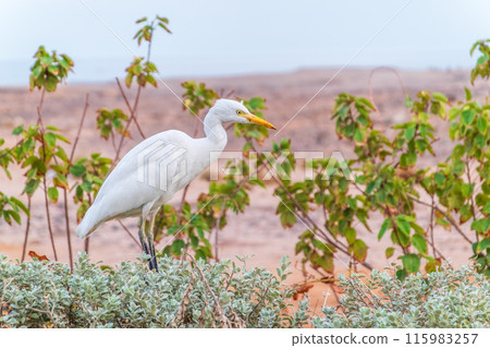 Western cattle egret (Bubulcus ibis) in winter plumage hunting for insects. 115983257