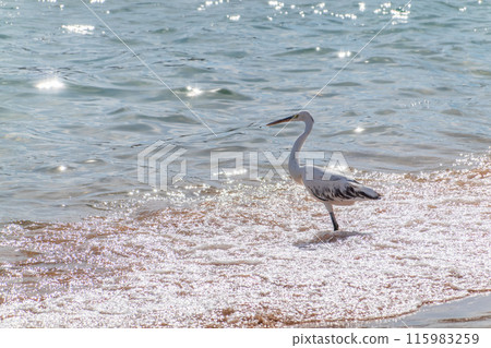 White Western Reef Heron (Egretta gularis) at Sharm el-Sheikh beach, Sinai, Egypt 115983259