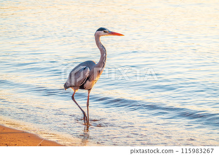 A heron hunting in the sea. Grey heron on the hunt A heron hunting in the sea. Grey heron on the hunt 115983267