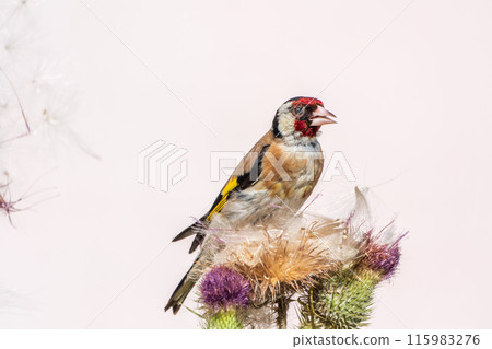 European goldfinch, feeding on the seeds of thistles. Carduelis carduelis. European goldfinch, feeding on the seeds of thistles. Carduelis carduelis. 115983276