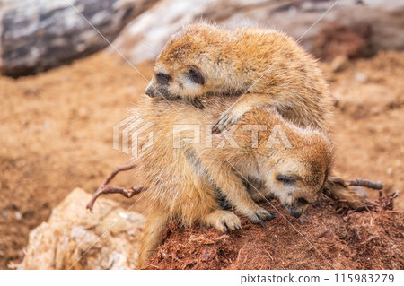 A group of cute meerkats. Meerkat Family are sunbathing. 115983279