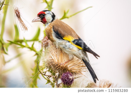 European goldfinch, feeding on the seeds of thistles. Carduelis carduelis. 115983280