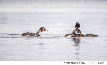 Two male grebes fighting in water. The great crested grebe, Podiceps cristatus Two male grebes fighting in water. The great crested grebe, Podiceps cristatus 115983304