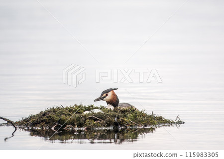 The waterfowl bird Great Crested Grebe swimming in the lake near its nest with eggs 115983305