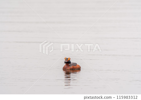 Horned grebe swimming in the lake 115983312