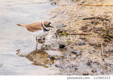 Little ringed plover (Charadrius dubius), bird standing on the lake shore 115983313