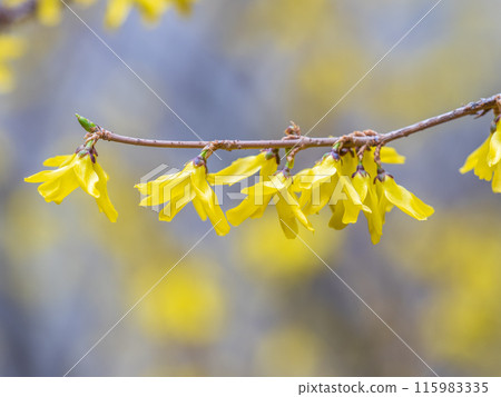 Forsythia. Blooming forsythia bush. Yellow flower on a branch of forsythia. 115983335