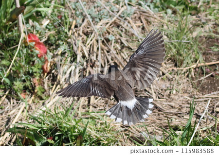 Starling landing with wings spread 115983588