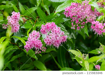 Pink spirea wet with rain 115983846