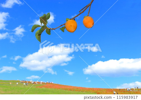 Persimmons, a taste of autumn, ripen Persimmons, a taste of autumn, ripen 115983917