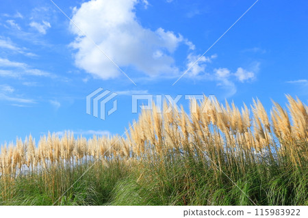 秋天的藍天白雲和潘帕斯草 115983922