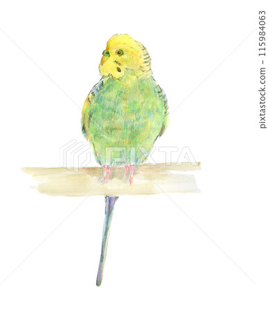 Yellow and green budgerigar 115984063
