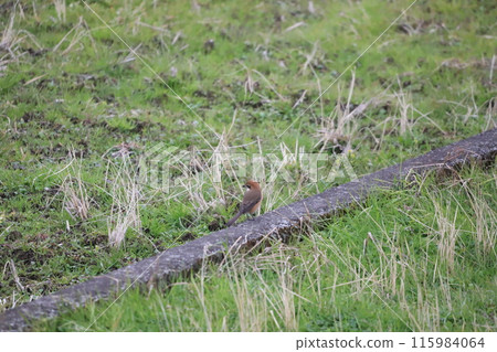 A shrike perched on the edge of a rice field A shrike perched on the edge of a rice field 115984064