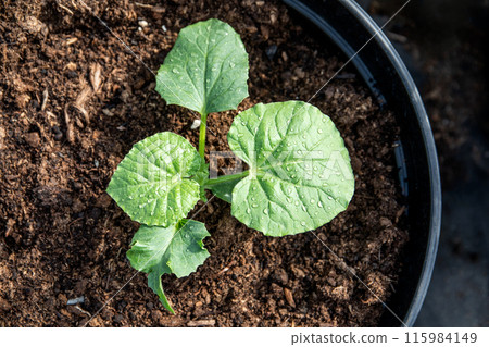 Close -up of cucumber plant in a pot with peat soil, organic backyard gardening Close -up of cucumber plant in a pot with peat soil, organic backyard gardening 115984149