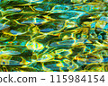 Colorful and beautiful water surface 115984154