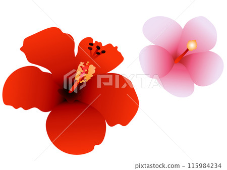 紅色和粉紅色的芙蓉花插畫 紅色和粉紅色的芙蓉花插畫 115984234