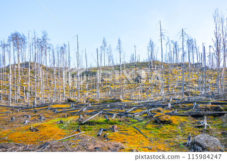 A recovering landscape after a fire in Bohemian Switzerland, Czechia. The image shows the aftermath of a fire, with many charred trees standing tall, surrounded by green moss and fallen logs. 115984247