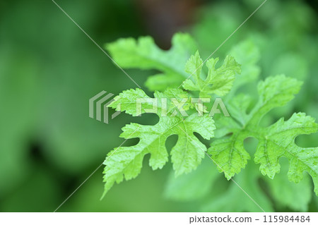 Young mulberry leaves in early summer Young mulberry leaves in early summer 115984484