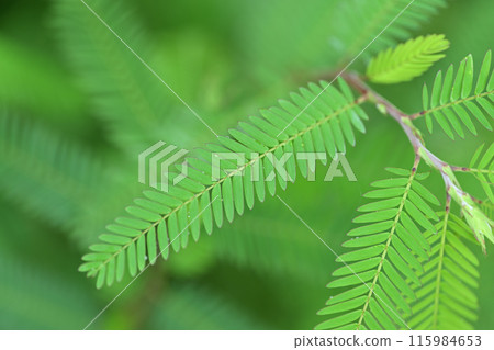Pinnate compound leaf of Kawaraketsumei 115984653