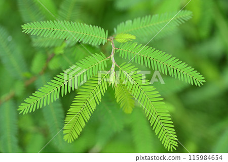 Kawaraketsumei羽狀複葉 115984654