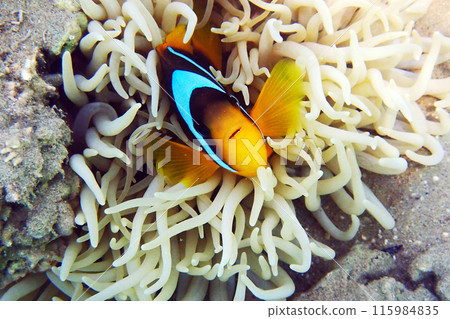 nemo fish from the Red Sea nemo fish from the Red Sea 115984835