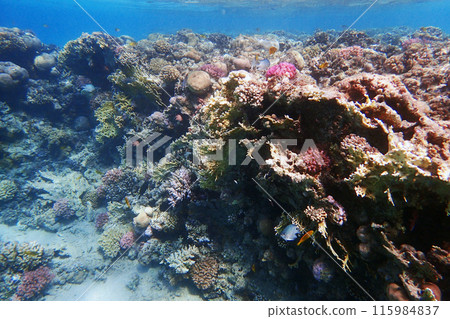 coral reef in the Red Sea 115984837