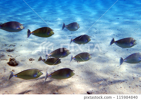 group of Naso unicornis fish group of Naso unicornis fish 115984840