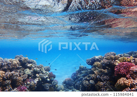 coral reef in the Red Sea coral reef in the Red Sea 115984841