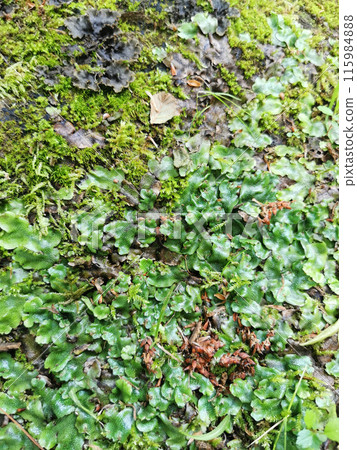 green lichen plant texture 115984888