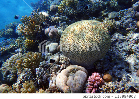 coral reef in the Red Sea 115984908