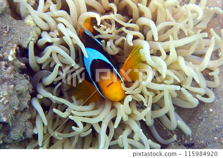 nemo fish from the Red Sea nemo fish from the Red Sea 115984920