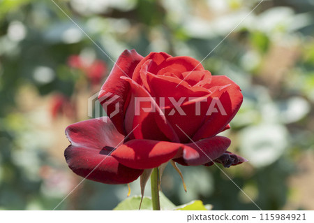 Red Rose Flower Red Rose Flower 115984921