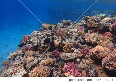 coral reef in the Red Sea 115984923