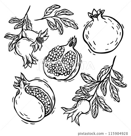 Pomegranate fruits in a section, a burst pomegranate, branches with pomegranate leaves. Vector botanical black and white set in linocut style. For the design of food and cosmetics packaging, menus. 115984928