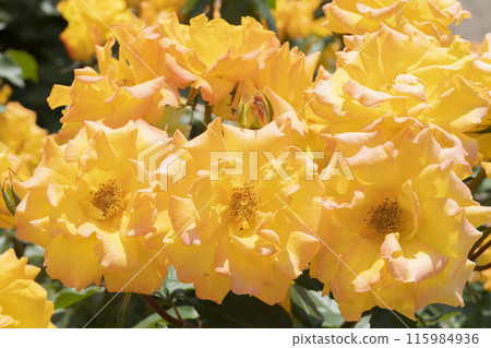 黃玫瑰花 115984936