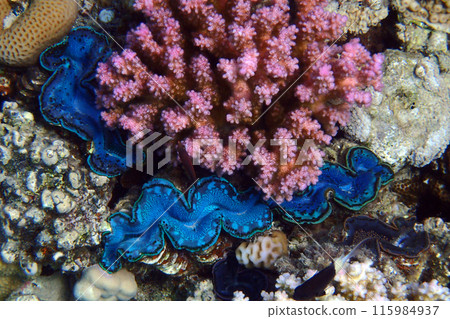 Giant Clam from the Red Sea 115984937