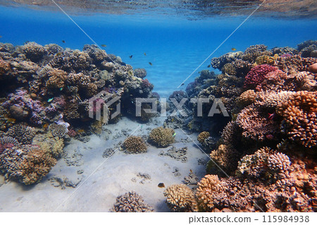 coral reef in the Red Sea 115984938