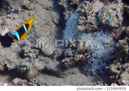 nemo fish from the Red Sea nemo fish from the Red Sea 115984939