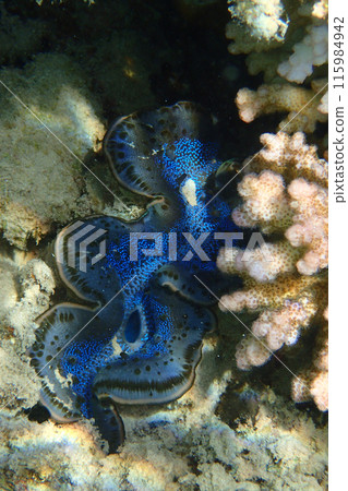 Giant Clam from the Red Sea Giant Clam from the Red Sea 115984942