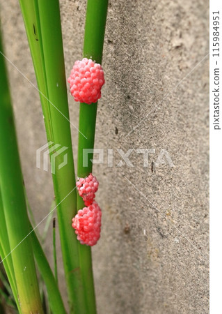 Pink apple snail eggs laid in an irrigation canal 115984951