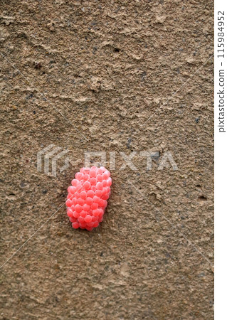 Pink apple snail eggs laid in an irrigation canal 115984952