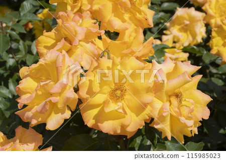 Yellow Rose Flower Yellow Rose Flower 115985023