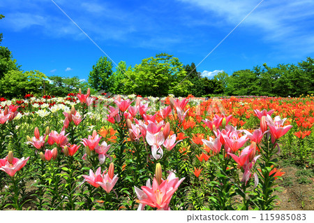 Iide Dondendaira Lily Garden 115985083