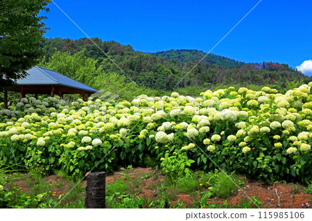 飯田平百合園 飯田平百合園 115985106