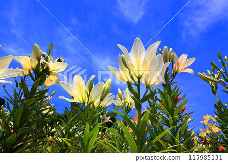 Iide Dondendaira Lily Garden 115985131